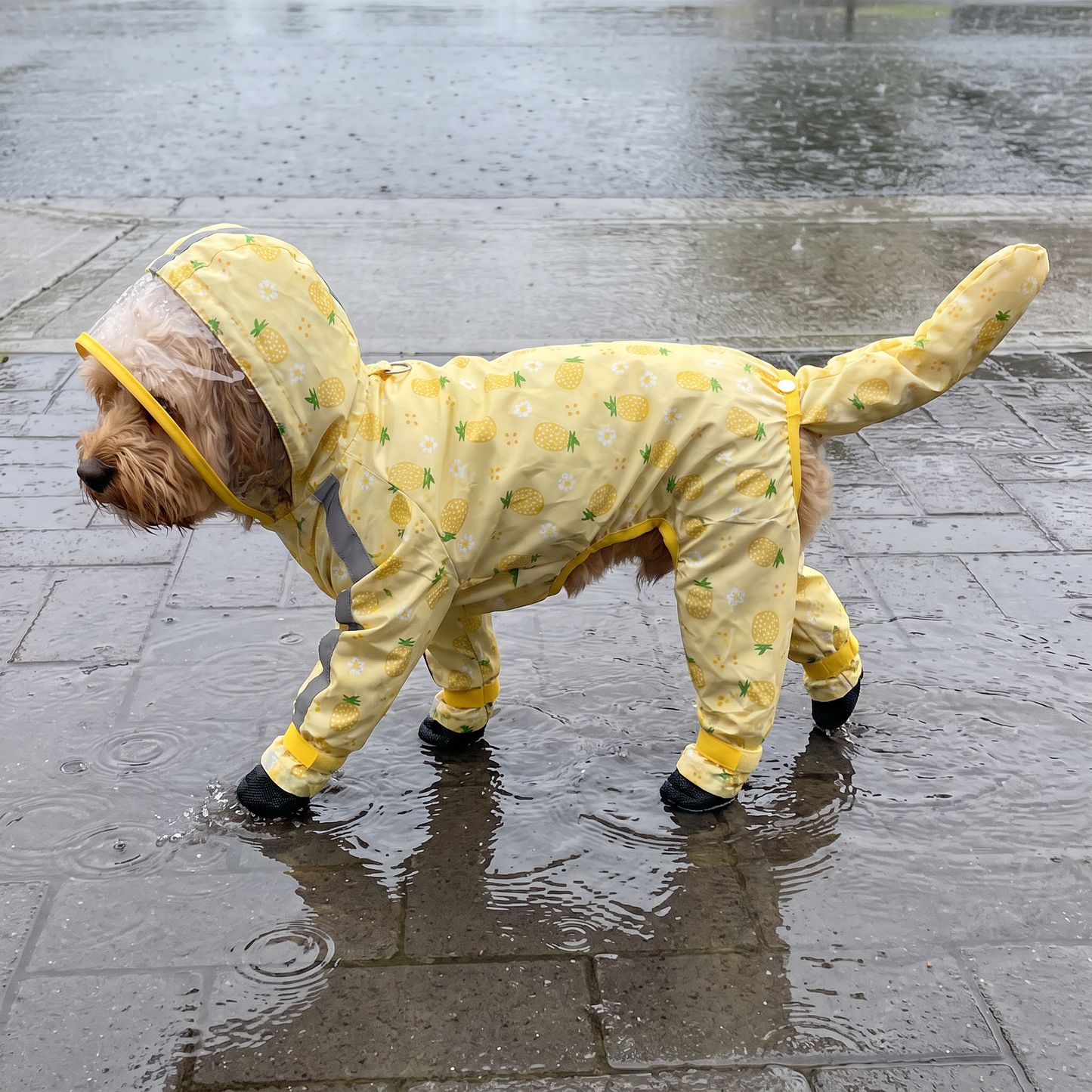 Cavoodle in pineapple-print raincoat showing full belly and leg coverage, tail fully enclosed
