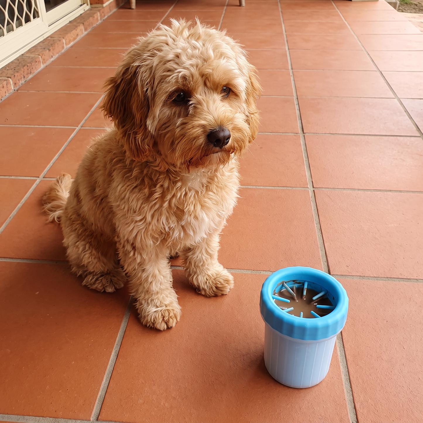 Clean dry paws beside the paw cleaner cup after use